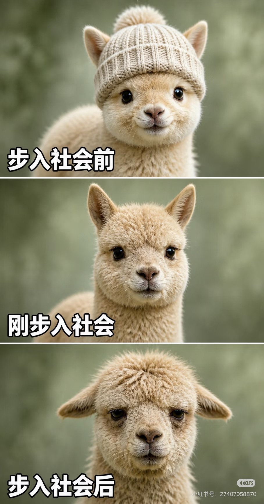 Source image for Alpaca Transformation From Cute Hat to Exhausted Life Experience