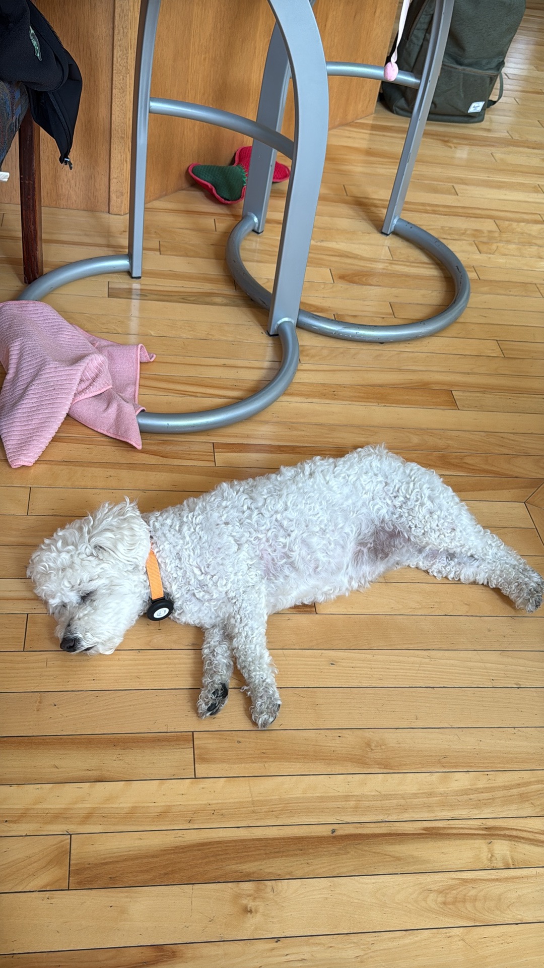 Source image for White Poodle Melts Into Floor in Comedic Deep Sleep