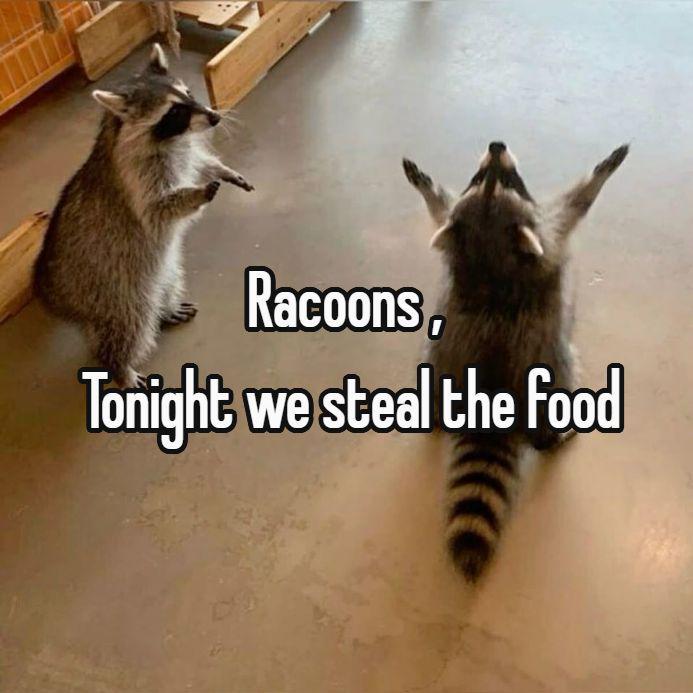 Source image for Raccoon Duo Planning Their Food Heist on Concrete Floor