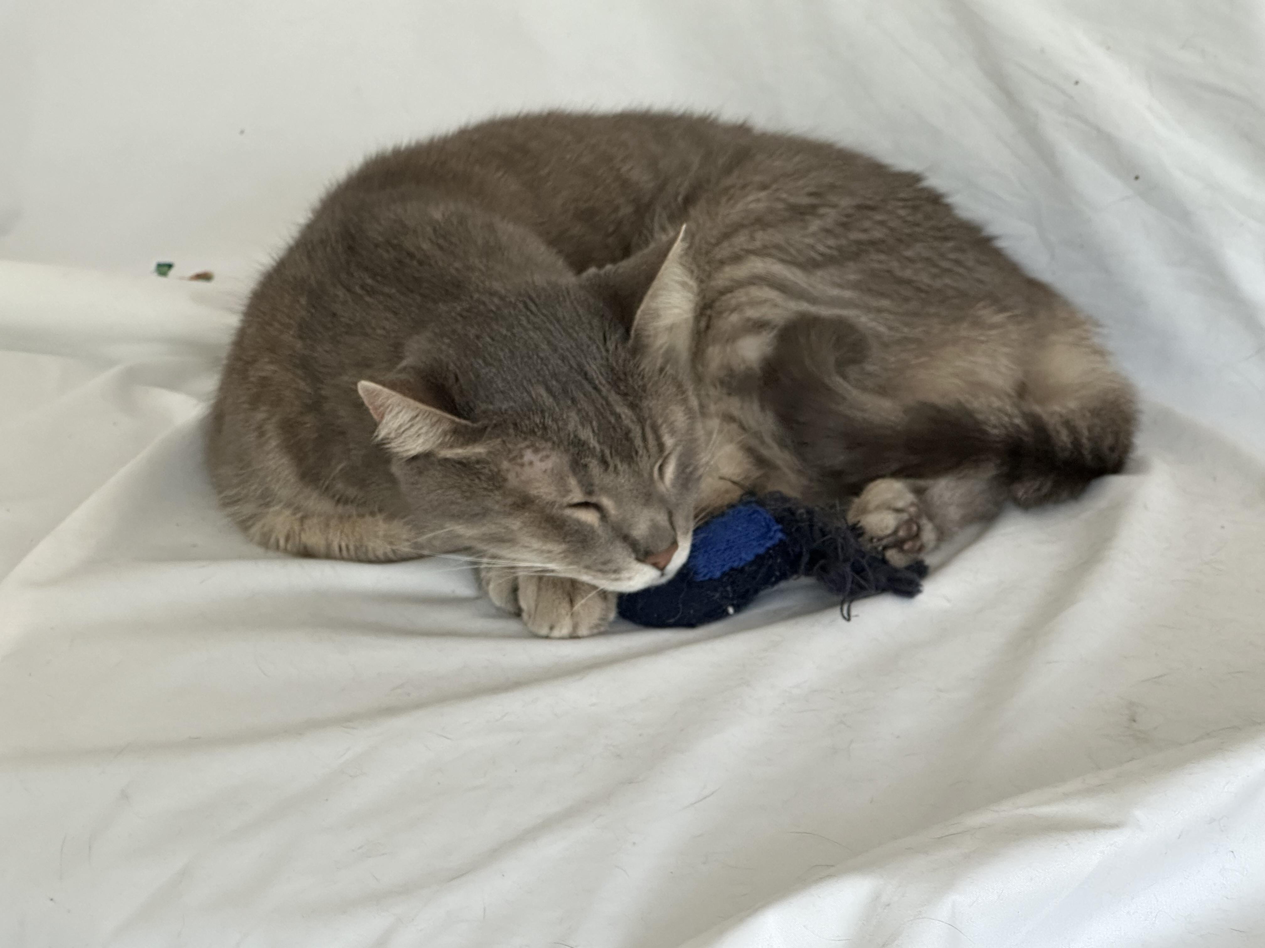 Source image for Grey Tabby Cat Sleeping Curled Around Blue Knitted Toy
