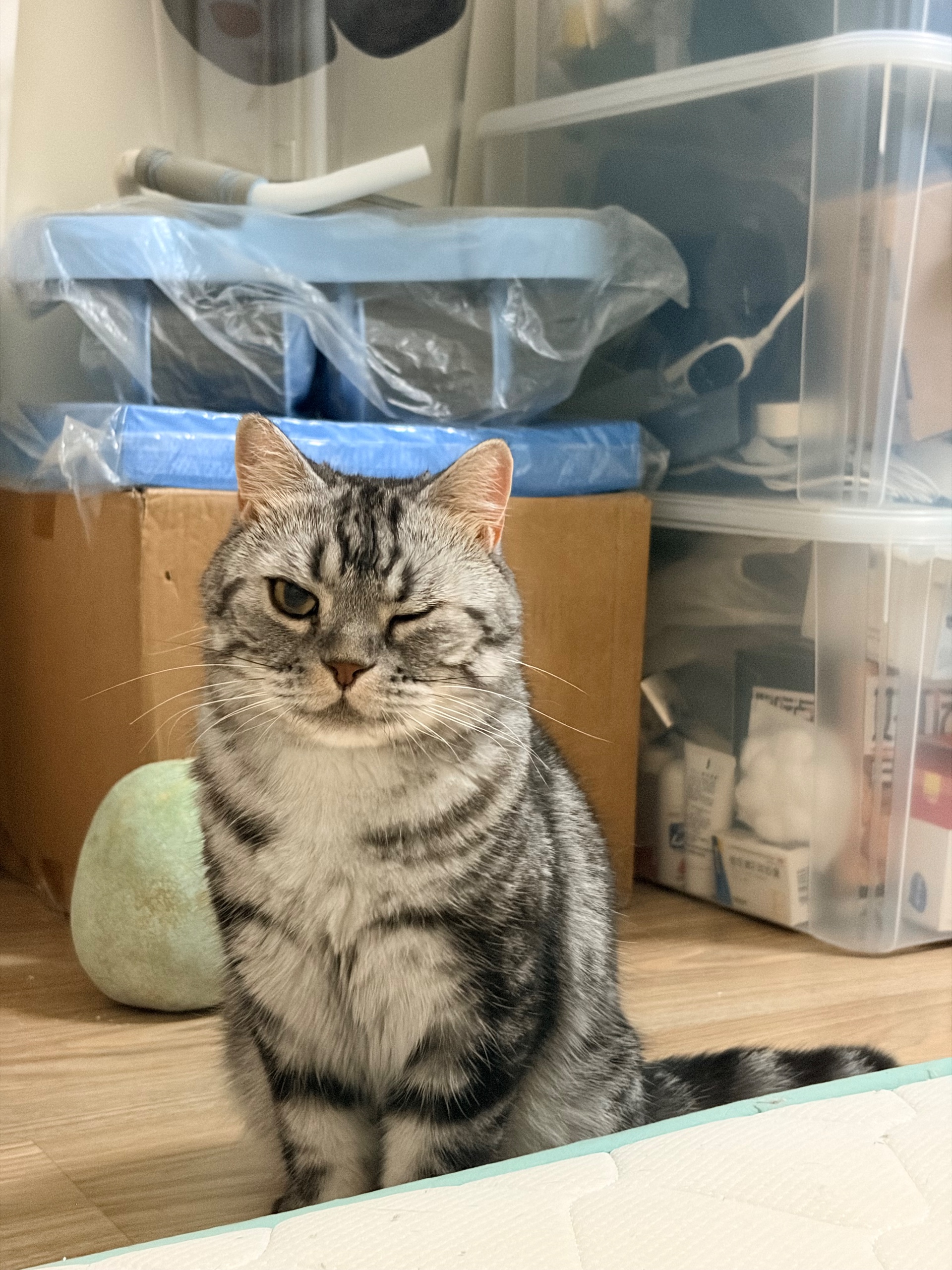 Source image for Judging Silver Tabby Winks One Eye in Storage Room