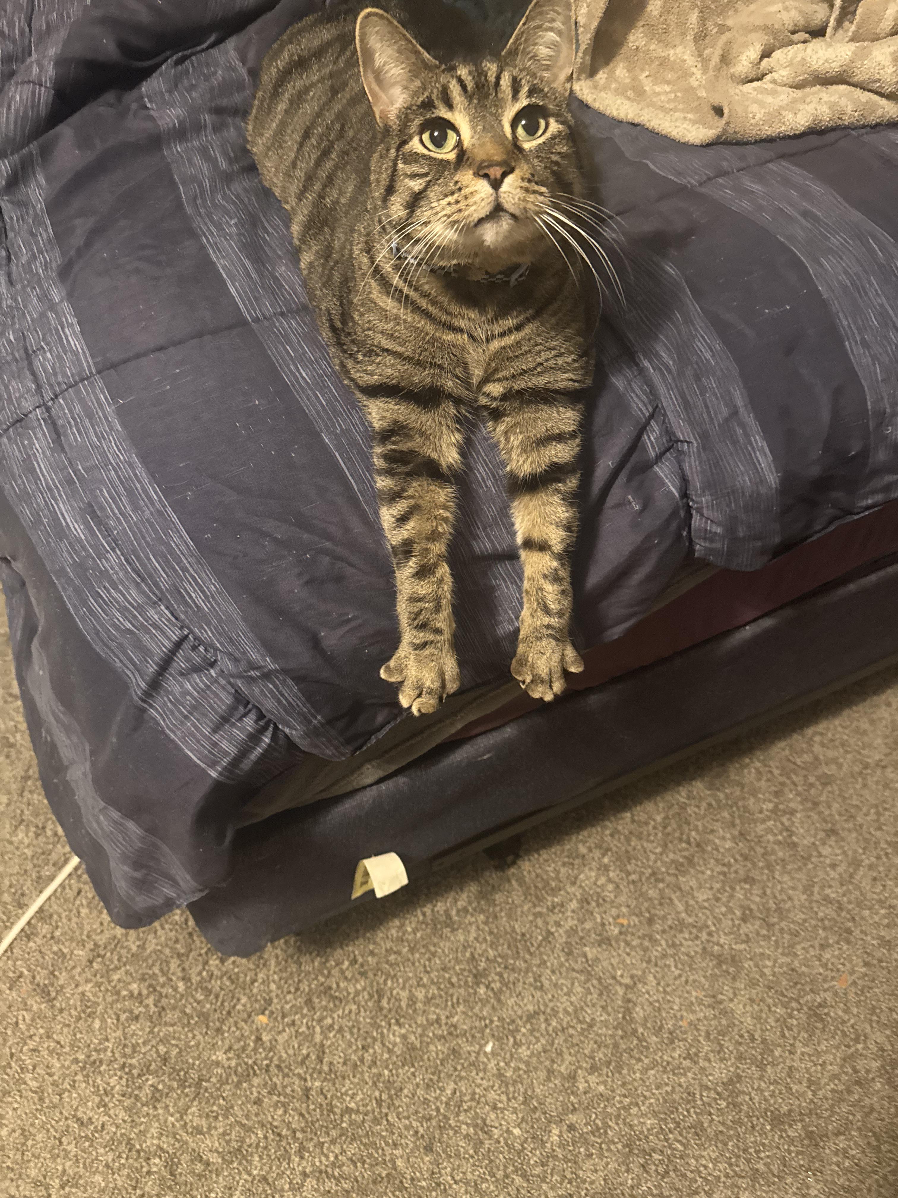 Source image for Alert Tabby Cat Stretching Paws Over Bed Edge