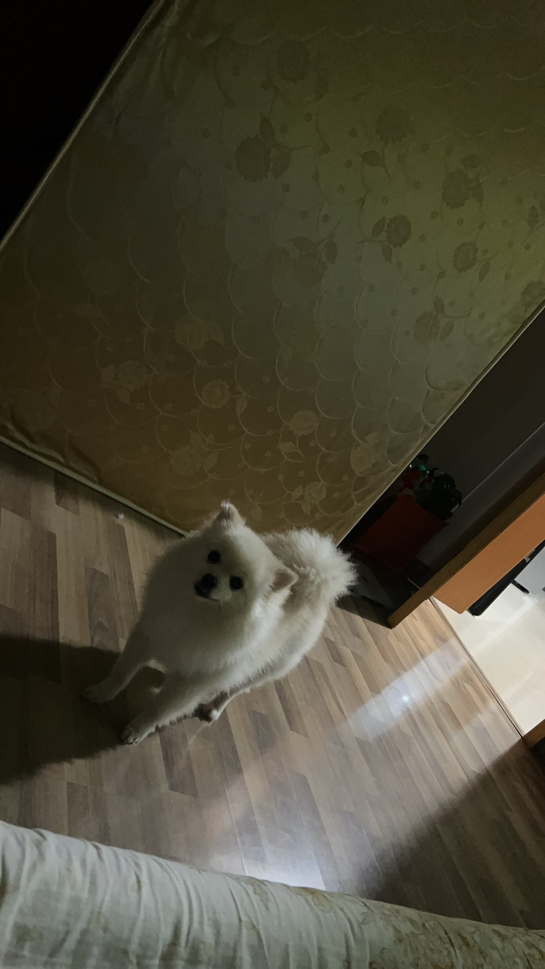 Source image for Fluffy White Pomeranian Enters Room Barking Excitedly