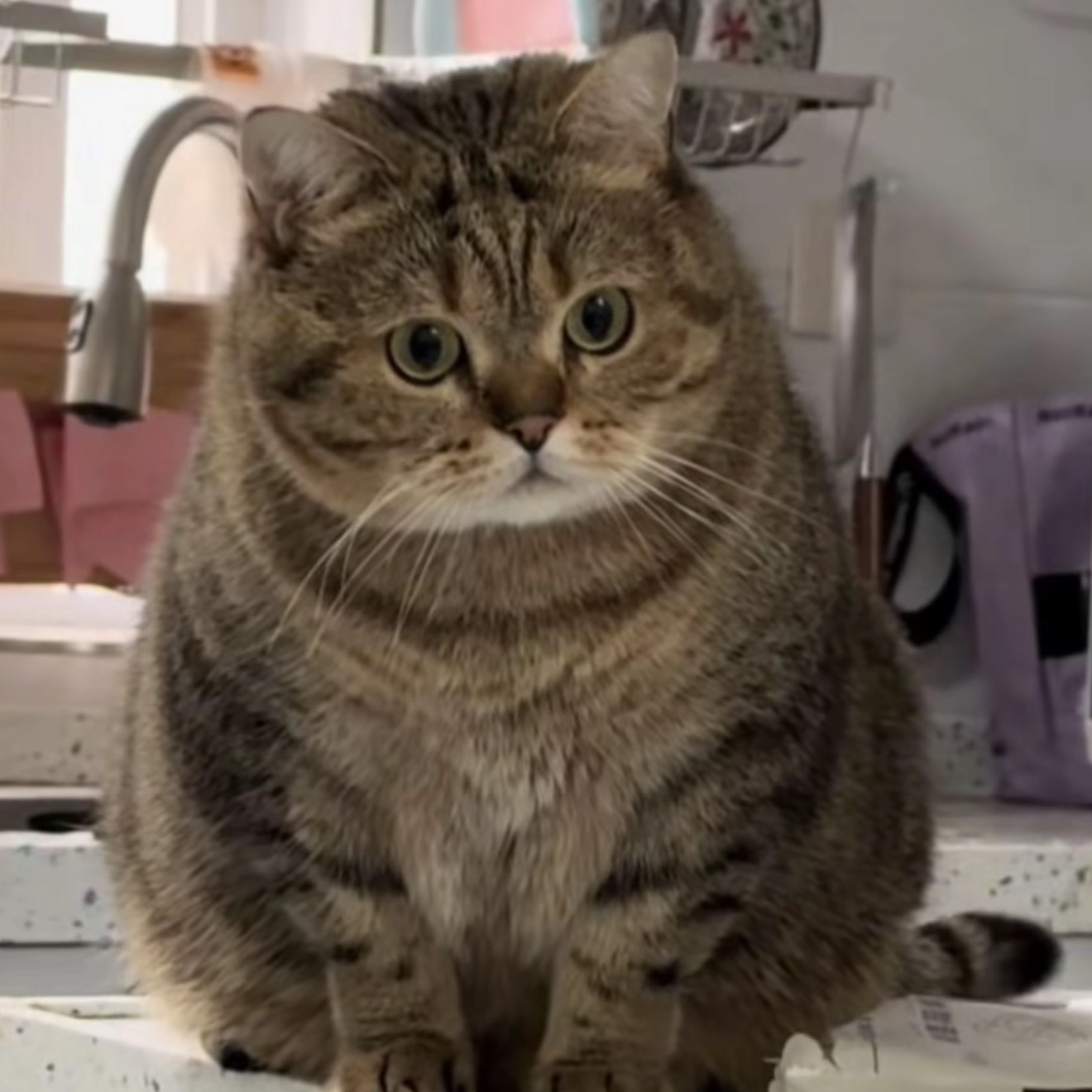 Source image for Round Tabby Cat Performs Energetic Dance Moves on Kitchen Counter