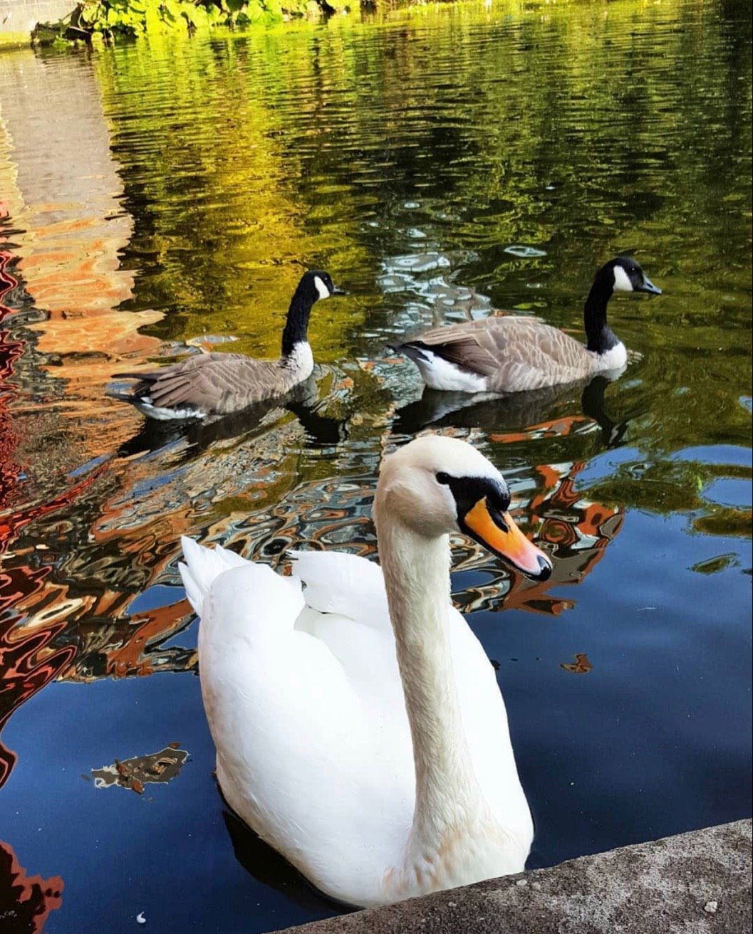 Source image for Arrogant Swan Ignores Background Geese in Pond