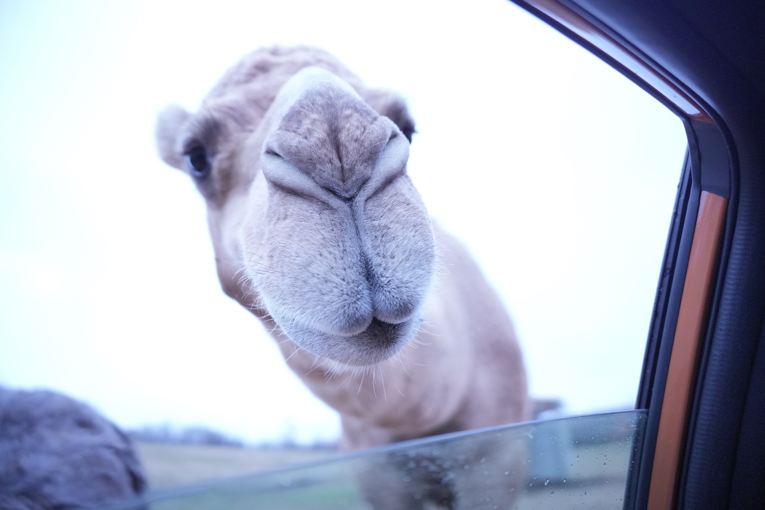 Source image for Curious Camel Inspects Car Window Up Close