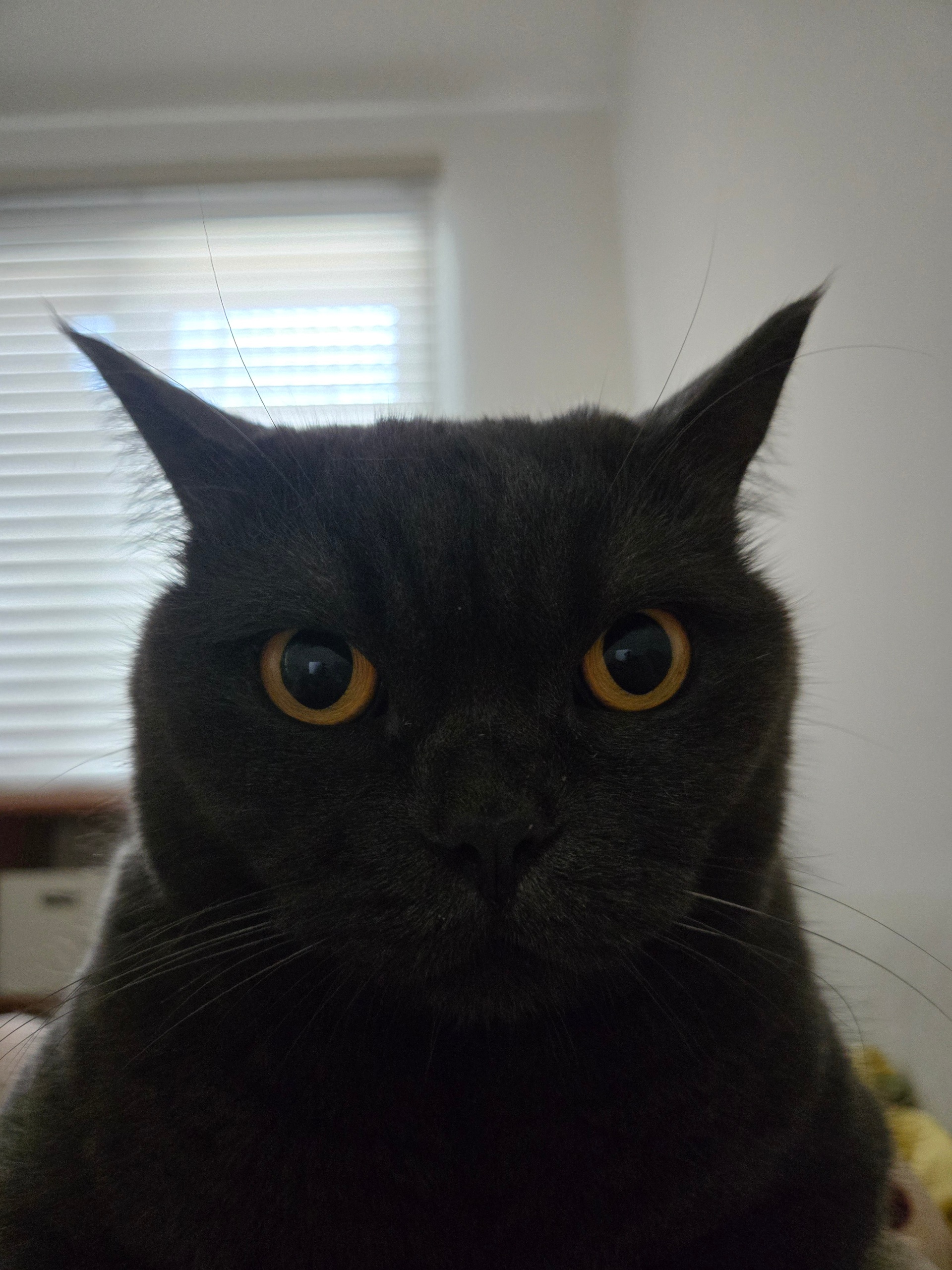 Source image for Intense Black Cat Breaks into Dance as Camera Pulls Back