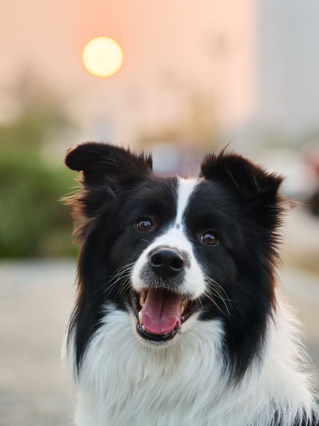 Source image for Border Collie Sudden Realization and Comedic Ear Flop