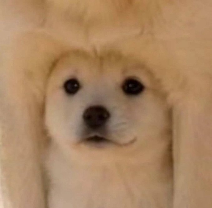 Source image for Fluffy Dog Wearing Fur Hood Stares Intently Then Blinks