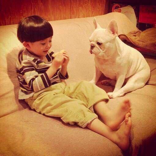 Source image for Toddler Teases French Bulldog with Snack on Couch