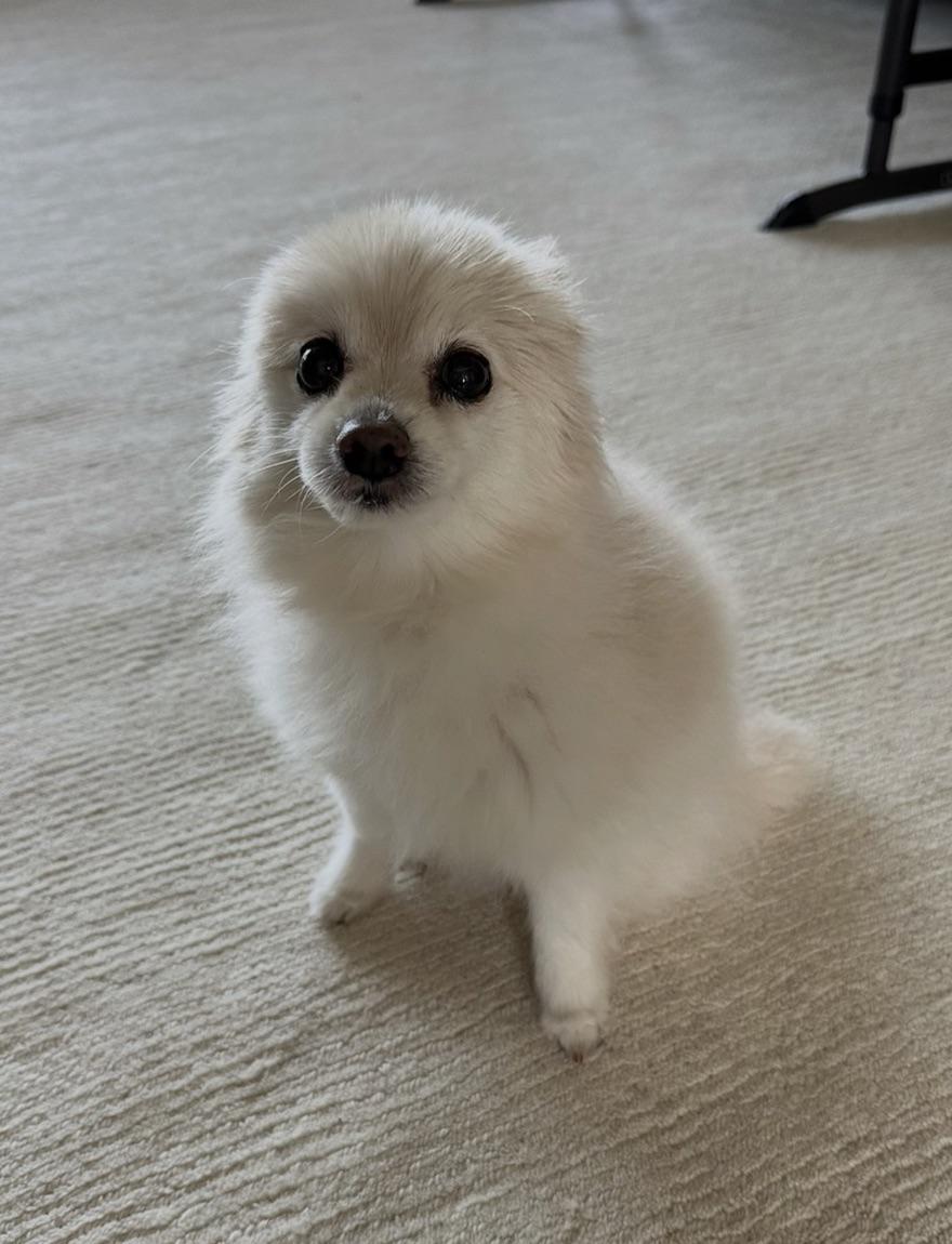 Source image for Fluffy White Pomeranian Sitting Attentively on Textured Beige Carpet