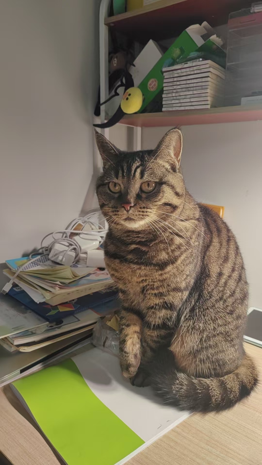 Source image for Judgy Tabby Cat Raises Paw in Disapproving Gesture at Cluttered Desk