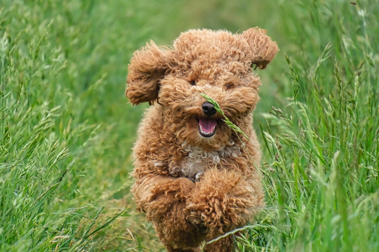 Source image for Fluffy Brown Poodle Running Through Grass With Stalk In Mouth