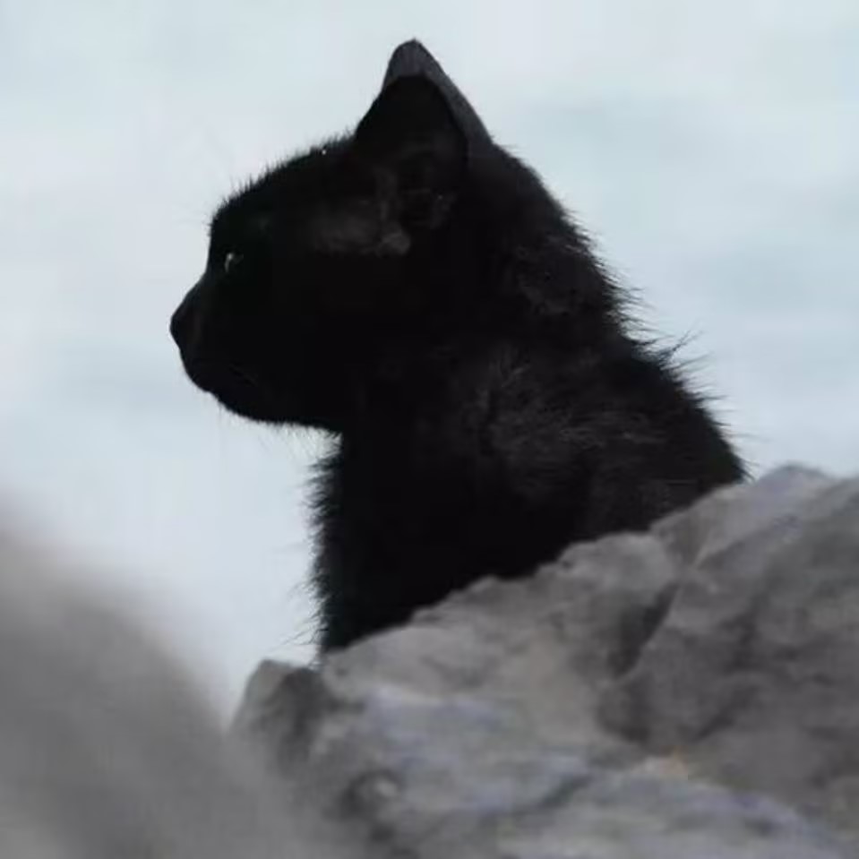 Source image for Dramatic Black Kitten Silhouette Suddenly Startled by Invisible Threat