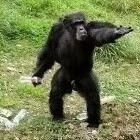 Source image for Chimpanzee Striking a Confused Pointing Pose in the Grass