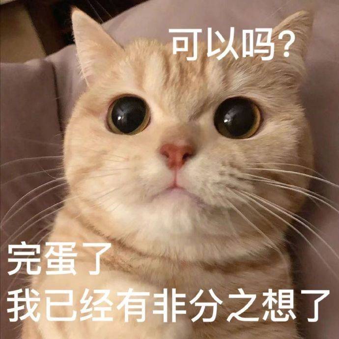 Source image for Wide-Eyed Cat Catches Feelings