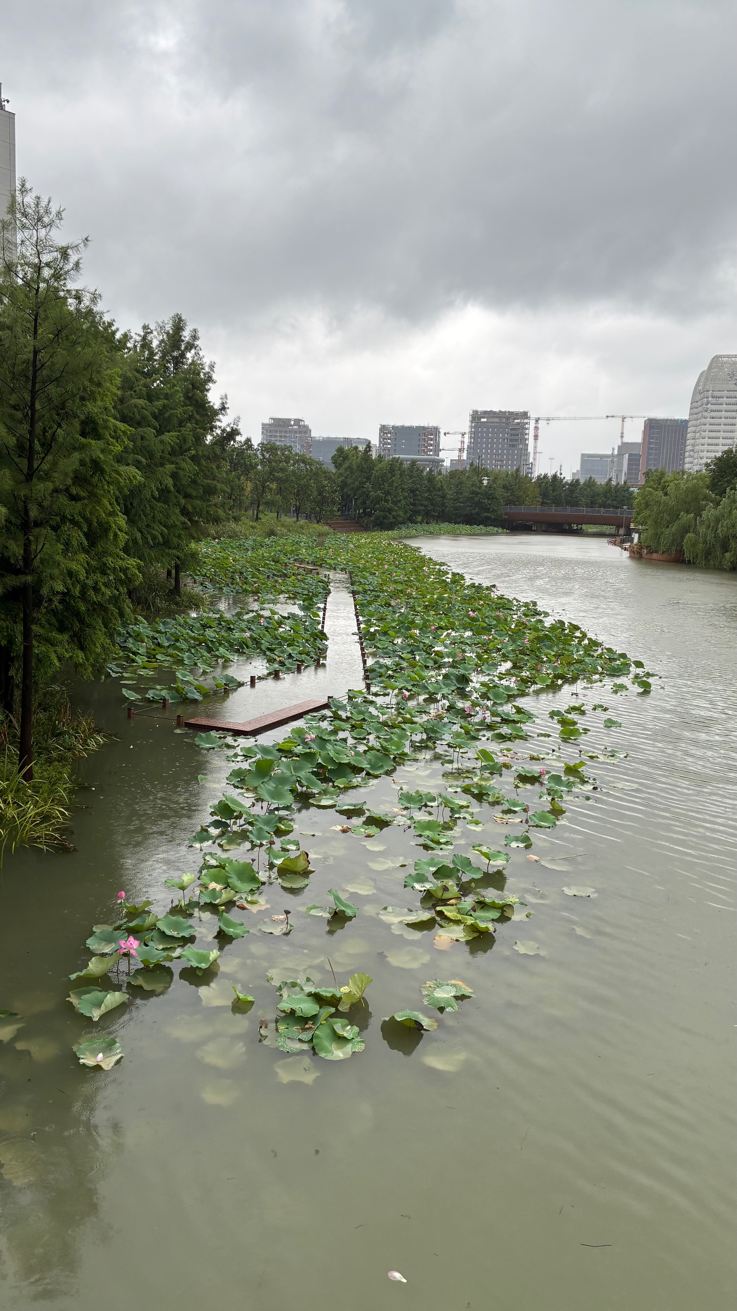 Source image for Rainy Day Lotus Pond Walkway in Urban Cityscape