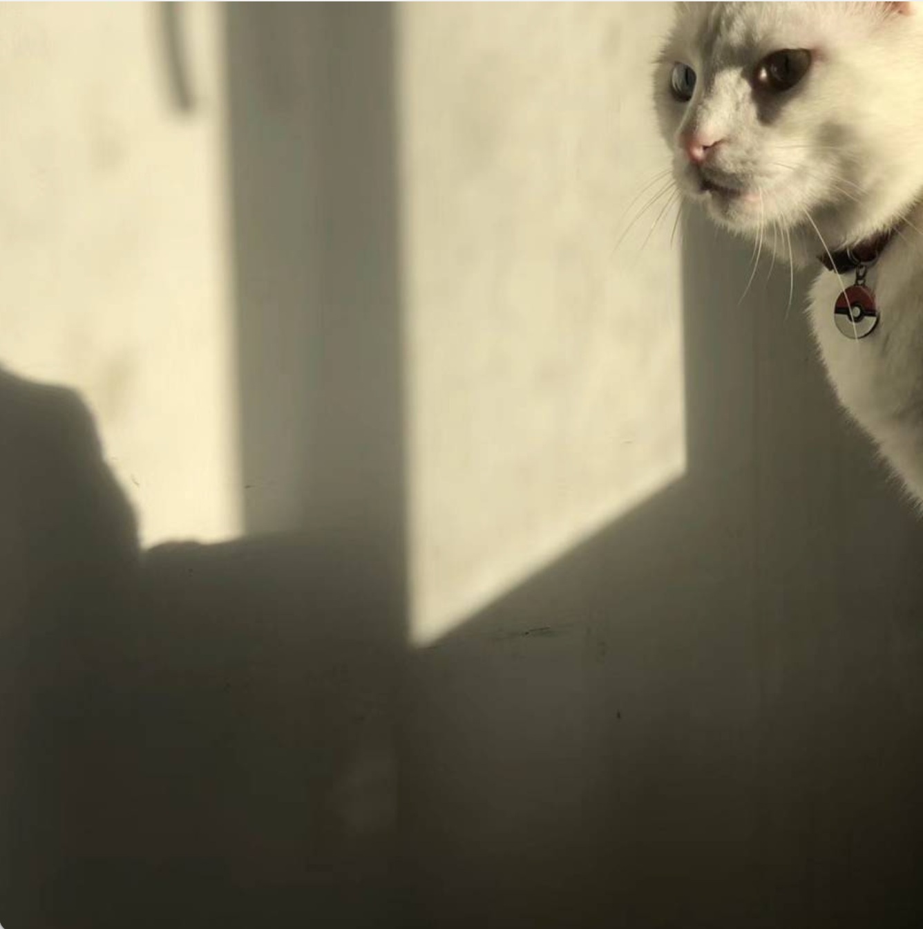 Source image for Heterochromatic Cat Stares at Dramatic Shadow on Wall