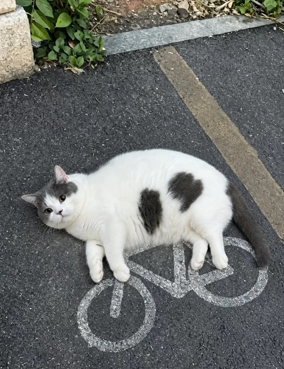 Source image for Fluffy Cat Lying Directly On Painted Bicycle Lane Symbol