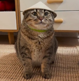 Source image for Serious Tabby Cat Wearing Traditional Conical Hat Sits on Rug