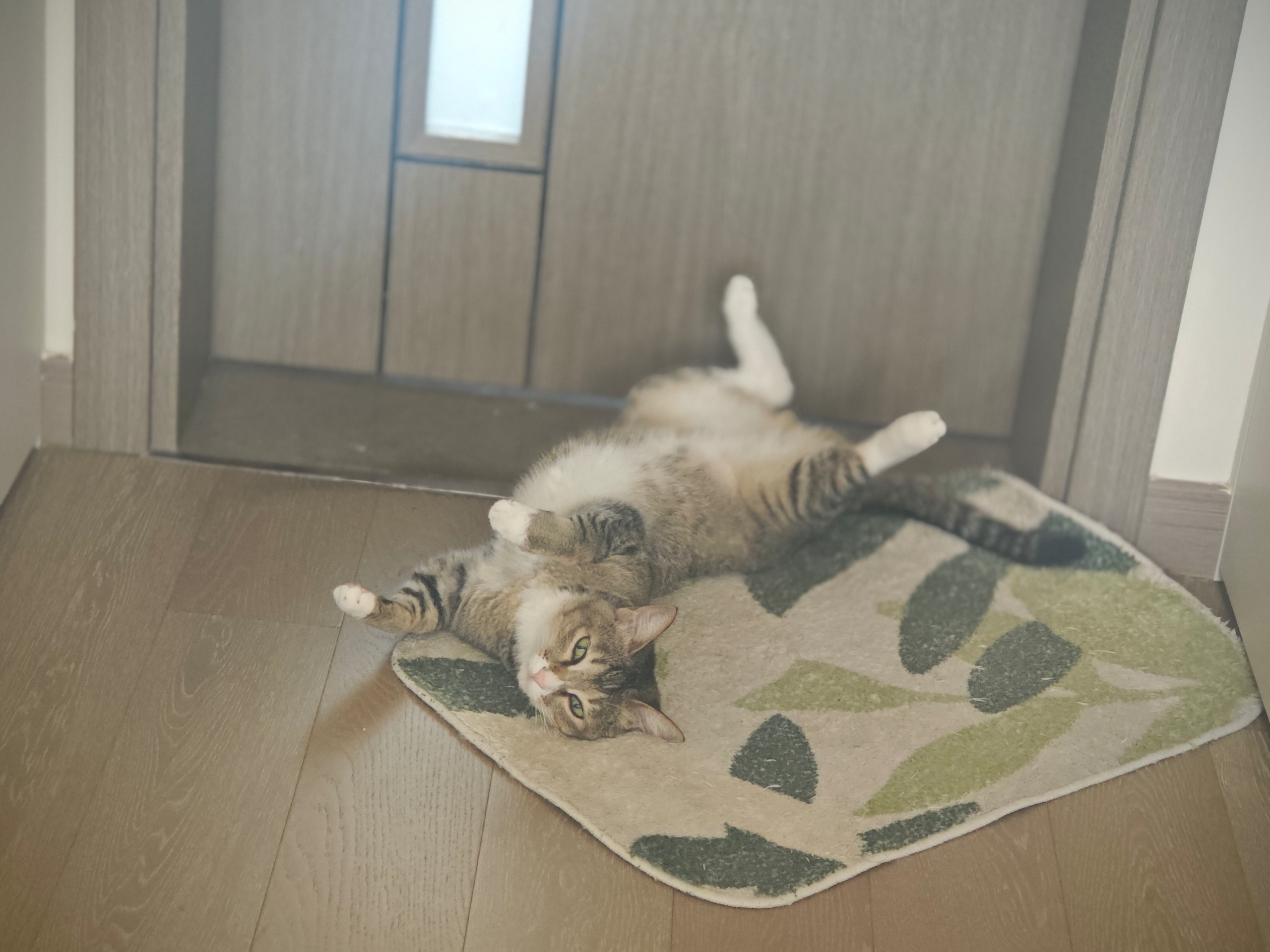 Source image for Lazy Cat Transforms into Tai Chi Master on Entryway Mat