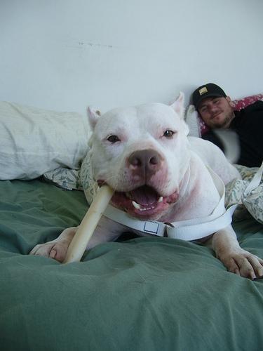 Source image for White Dog Chewing Bone on Green Bed with Owner in Background