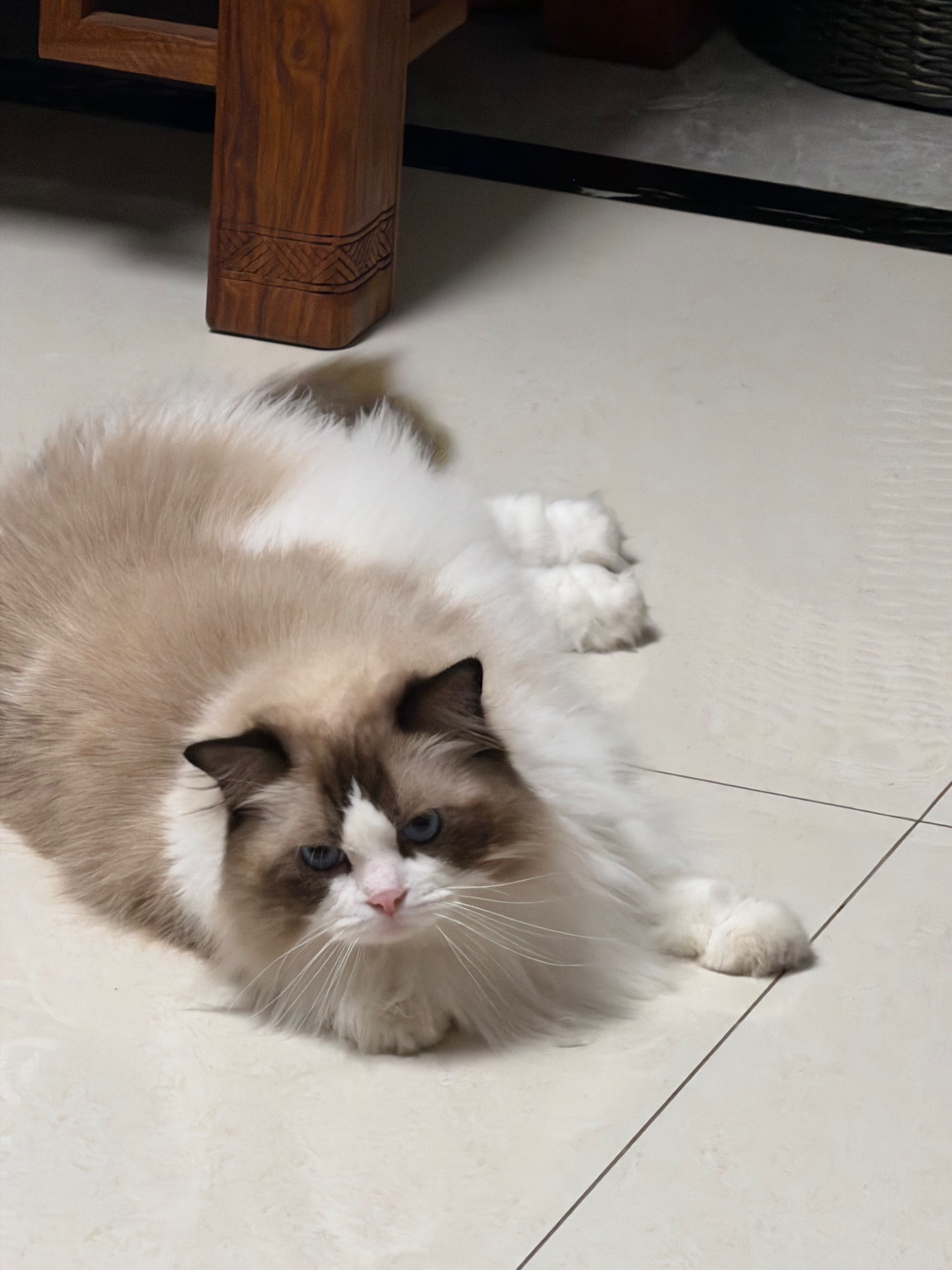 Source image for Fluffy Ragdoll Cat Slouching on Tiled Floor with Grumpy Expression