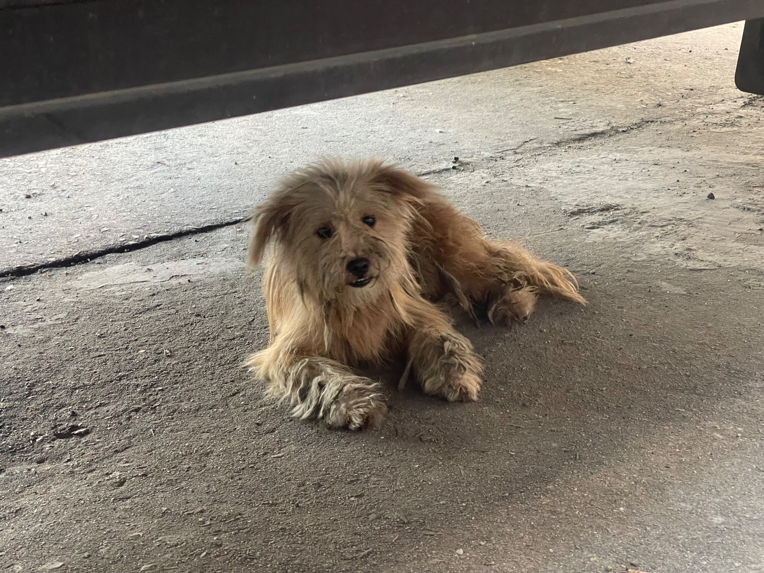 Source image for Shaggy Stray Dog Wakes Up From Concrete Nap