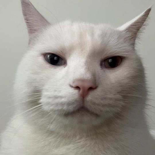 Source image for Judgy White Cat With Heterochia Stares Down The Camera