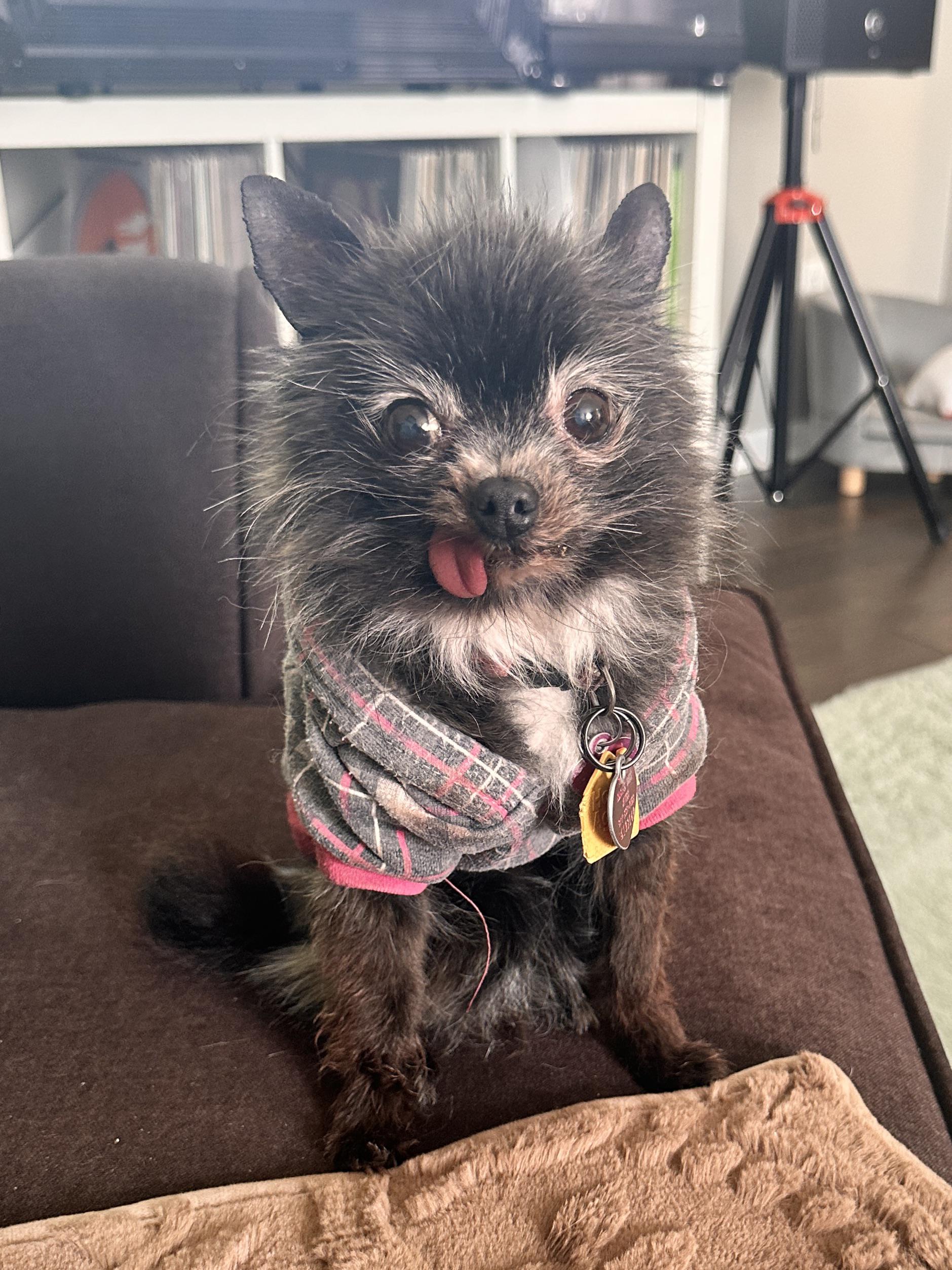 Source image for Fluffy Black Dog in Plaid Sweater Licks Nose on Brown Couch