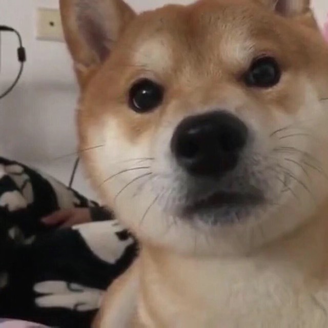 Source image for Shiba Inu Stares Intently Then Reacts With Sudden Confusion