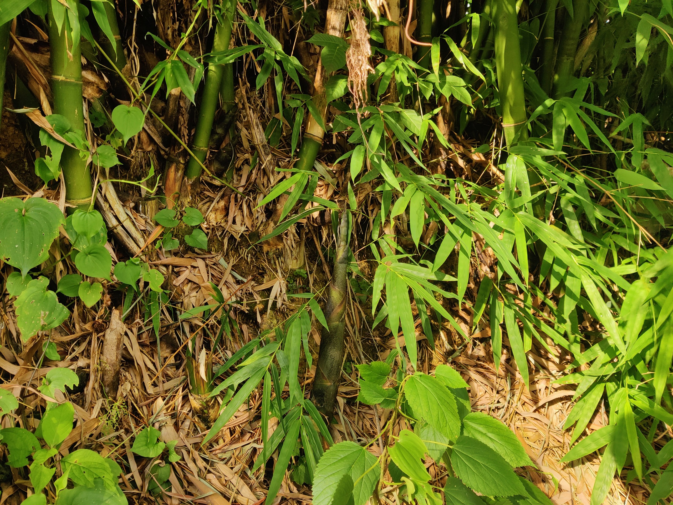 Source image for Bamboo Shoot Rapidly Pushes Through Forest Floor Debris