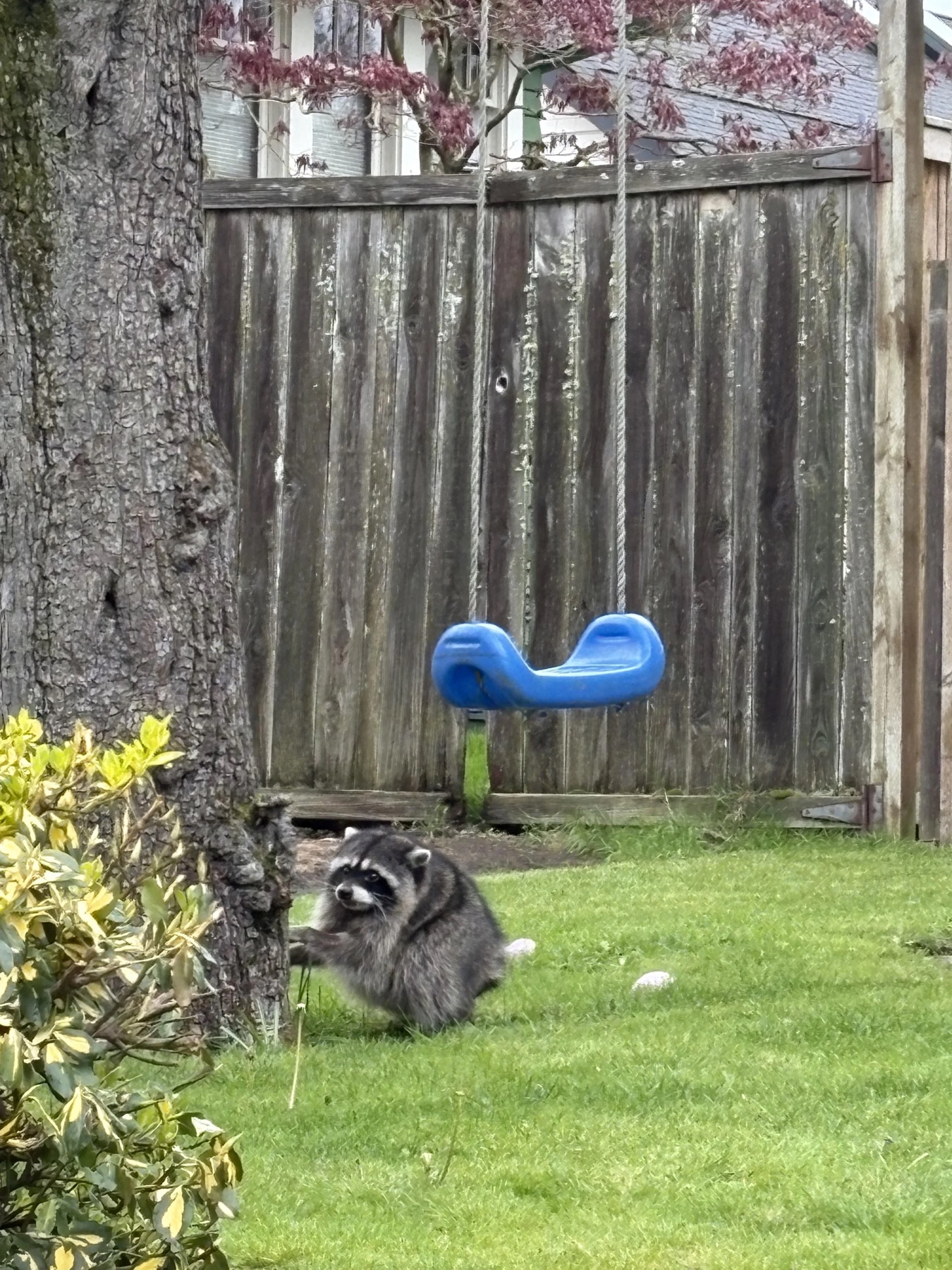 Source image for Curious Raccoon Pausing Near Blue Swing in Backyard